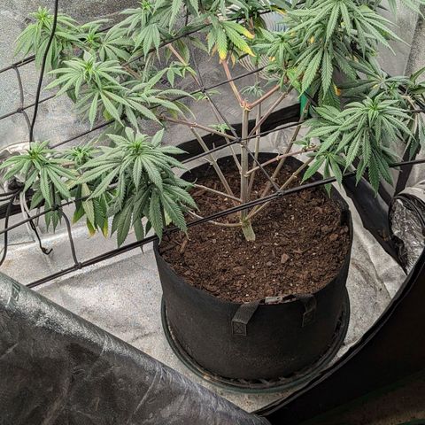 Blue Cheese  growlog timeline photo