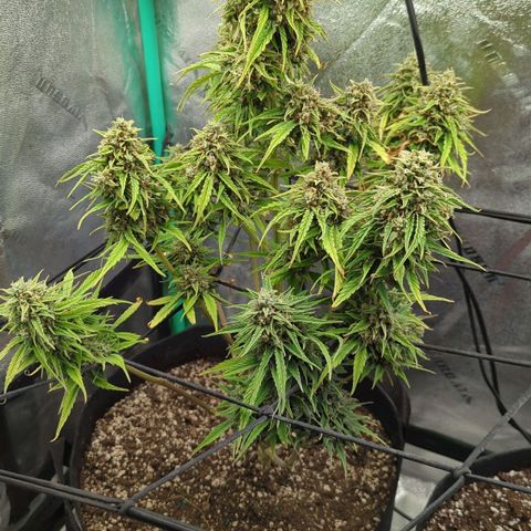 Amnesia Haze Auto growlog timeline photo