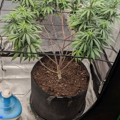Blue Cheese  growlog timeline photo