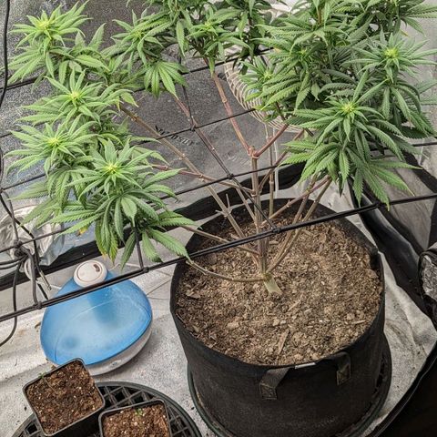 Blue Cheese  growlog timeline photo