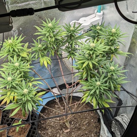 Blue Cheese  growlog timeline photo