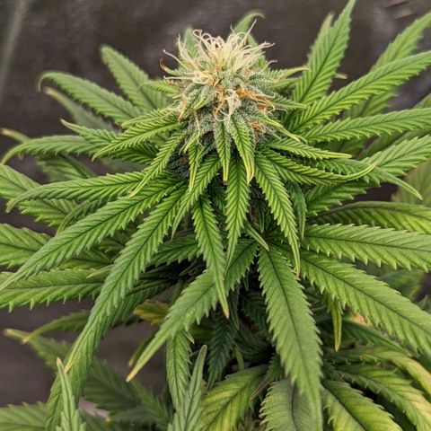 Blue Cheese  growlog timeline photo