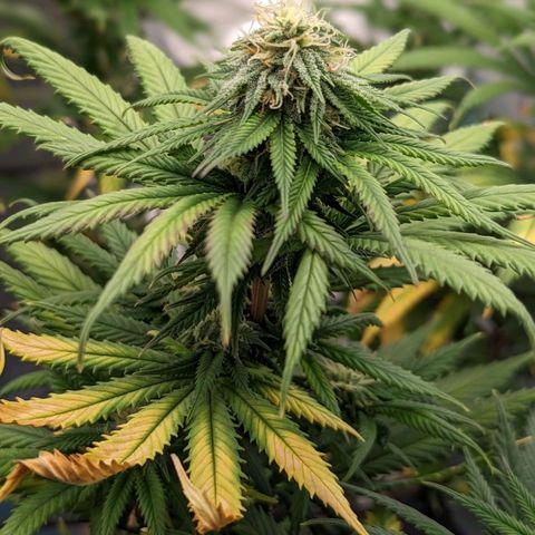 Blue Cheese  growlog timeline photo