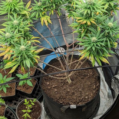 Blue Cheese  growlog timeline photo