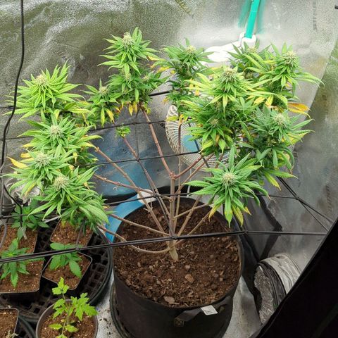 Blue Cheese  growlog timeline photo