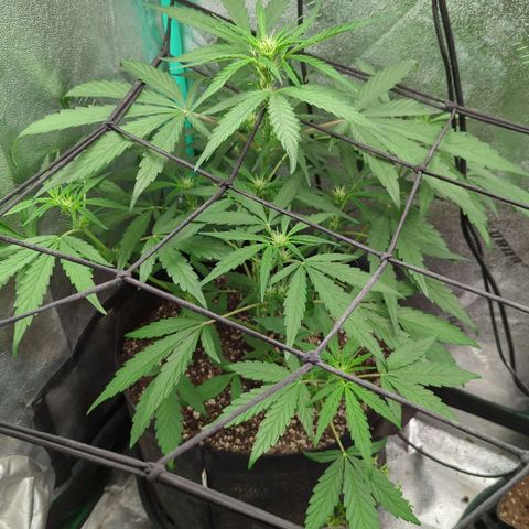 Mango Smile  growlog timeline photo