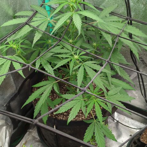 Mango Smile  growlog timeline photo