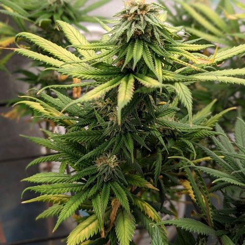 Blue Cheese  growlog timeline photo