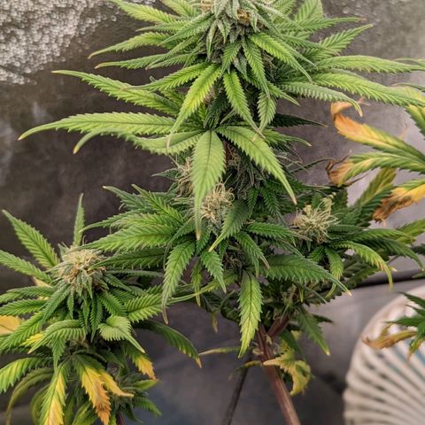 Blue Cheese  growlog timeline photo