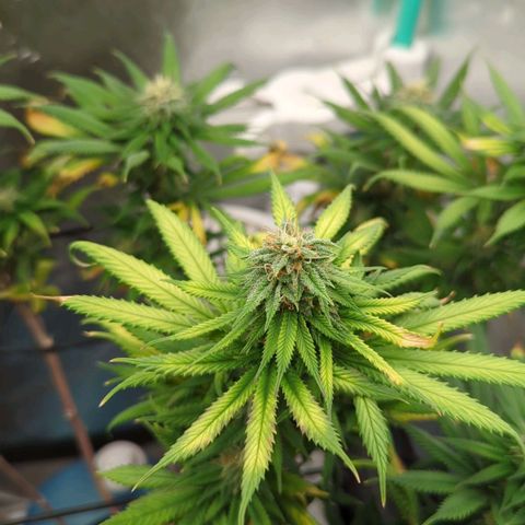 Blue Cheese  growlog timeline photo