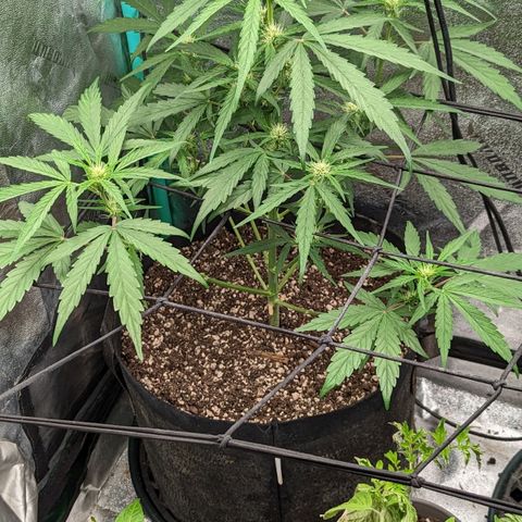 Mango Smile  growlog timeline photo