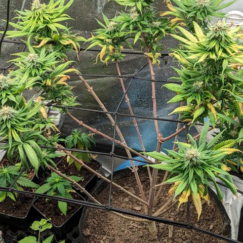 Blue Cheese  growlog timeline photo