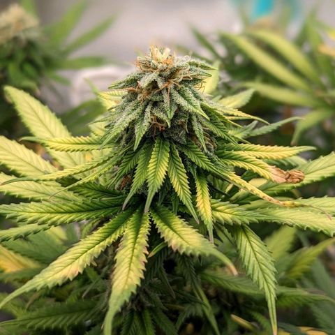 Blue Cheese  growlog timeline photo