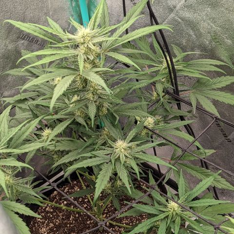 Mango Smile  growlog timeline photo