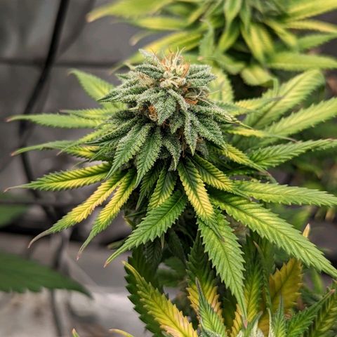 Blue Cheese  growlog timeline photo