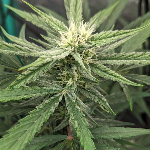 Mango Smile  growlog timeline photo