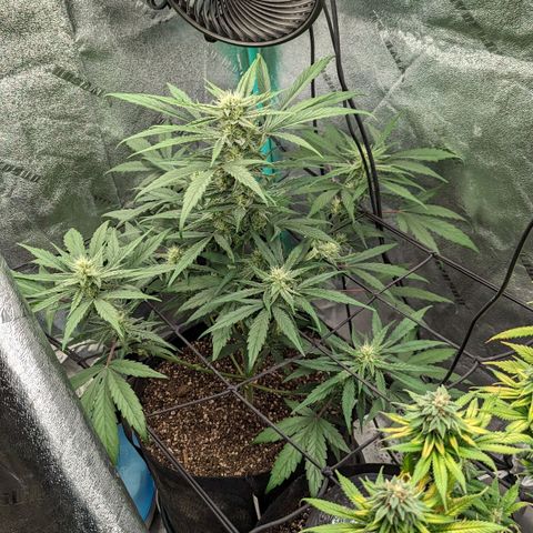 Mango Smile  growlog timeline photo