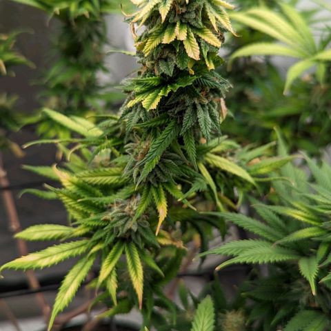 Blue Cheese  growlog timeline photo