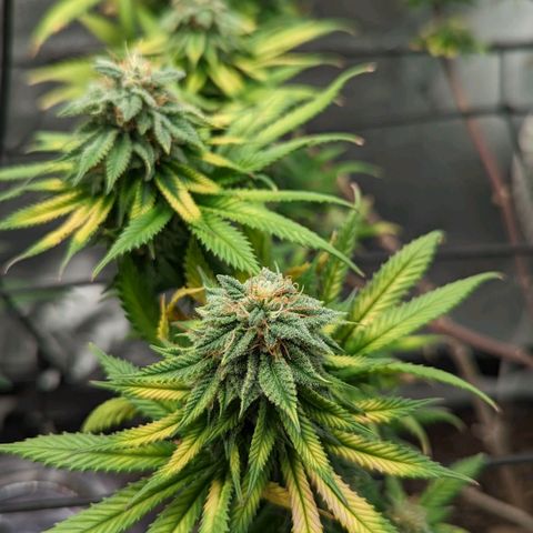 Blue Cheese  growlog timeline photo