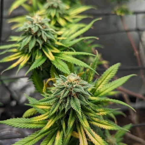 Blue Cheese  growlog timeline photo