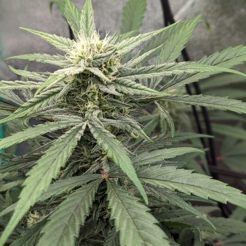 Mango Smile  growlog timeline photo