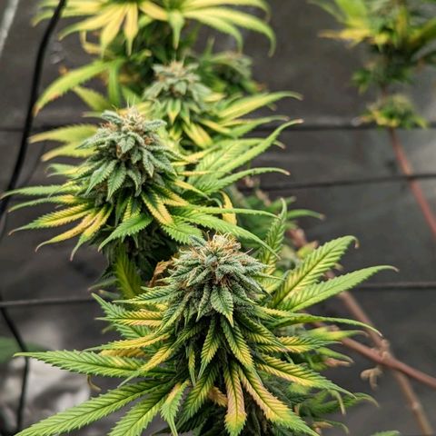 Blue Cheese  growlog timeline photo
