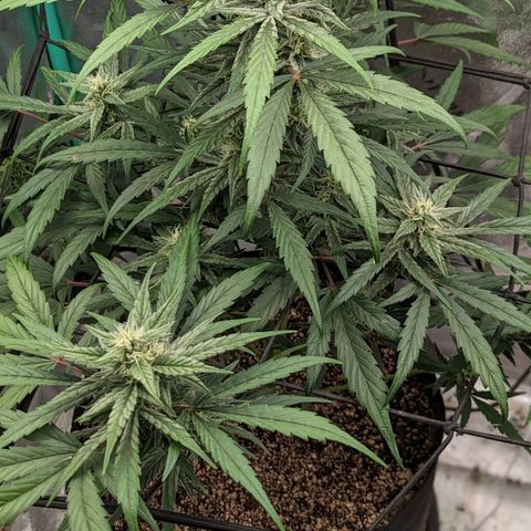 Mango Smile  growlog timeline photo