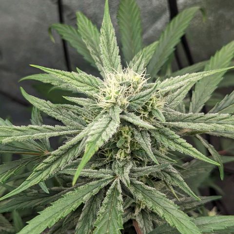 Mango Smile  growlog timeline photo