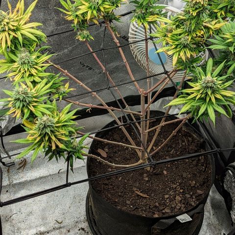 Blue Cheese  growlog timeline photo