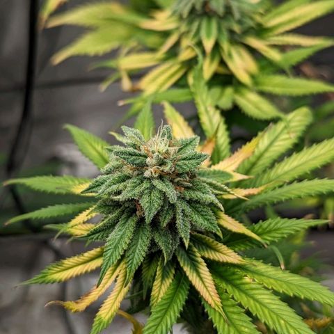 Blue Cheese  growlog timeline photo