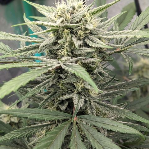 Mango Smile  growlog timeline photo