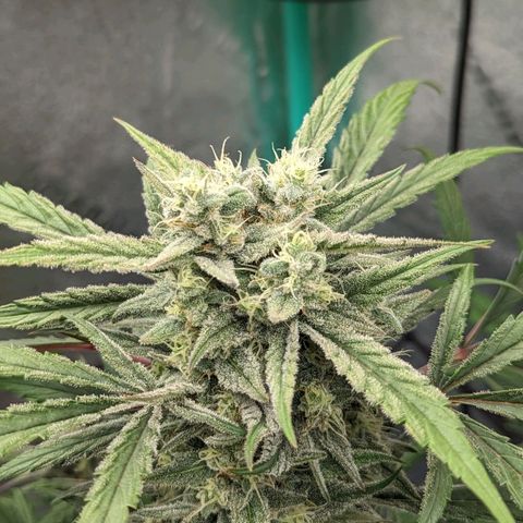 Mango Smile  growlog timeline photo