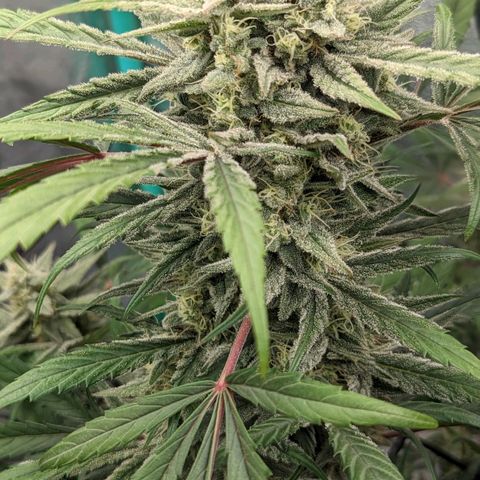 Mango Smile  growlog timeline photo