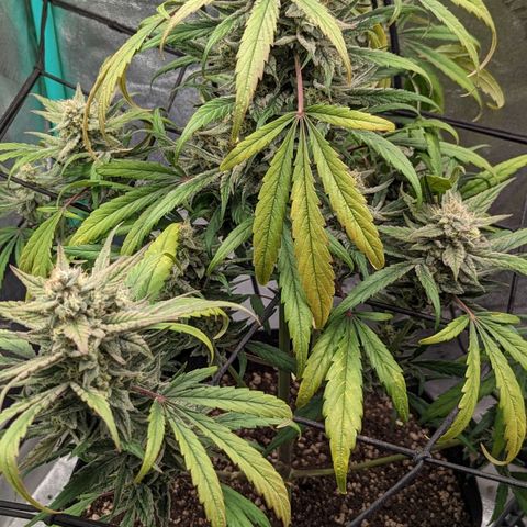 Mango Smile  growlog timeline photo