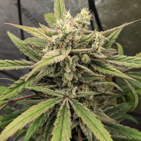 Mango Smile  growlog timeline photo