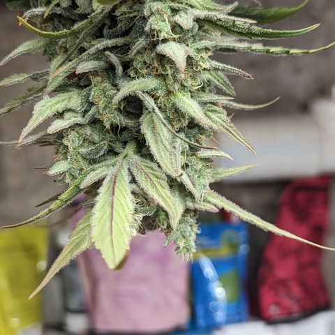 Mango Smile  growlog timeline photo