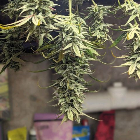 Mango Smile  growlog timeline photo