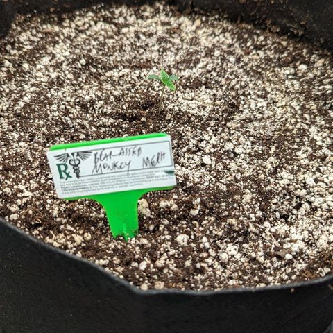 Bear Assed Monkey  growlog photo
