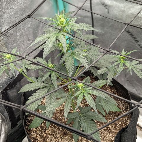 Bear Assed Monkey  growlog photo