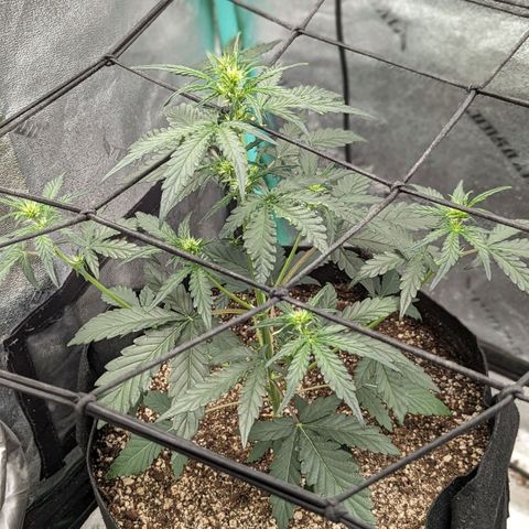 Bear Assed Monkey  growlog photo