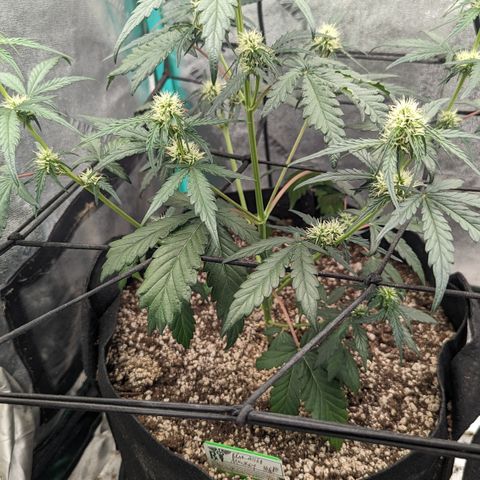 Bear Assed Monkey  growlog photo