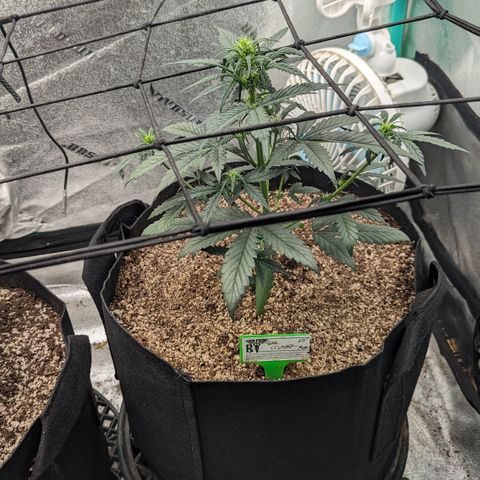 Sour Stomper  growlog timeline photo