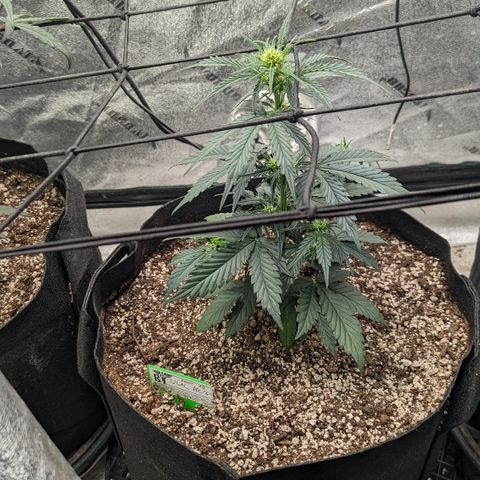 Lilac Diesel  growlog timeline photo