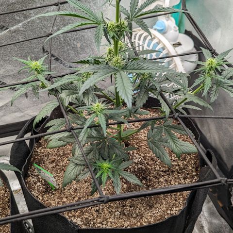 Sour Stomper  growlog timeline photo