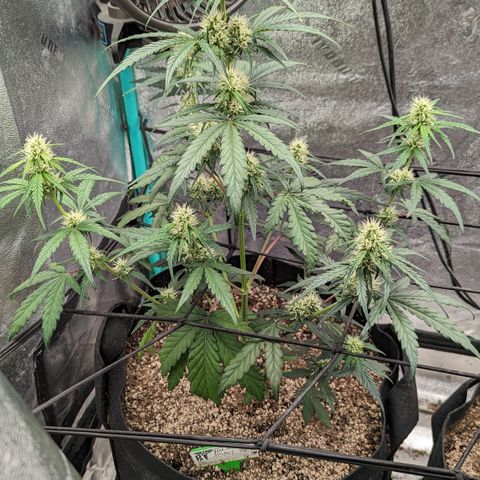 Bear Assed Monkey  growlog photo