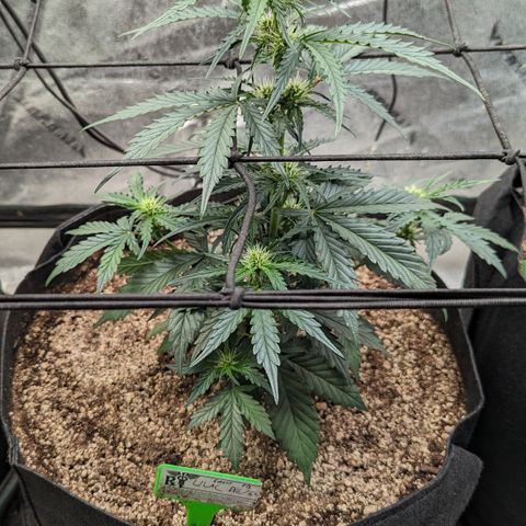 Lilac Diesel  growlog timeline photo