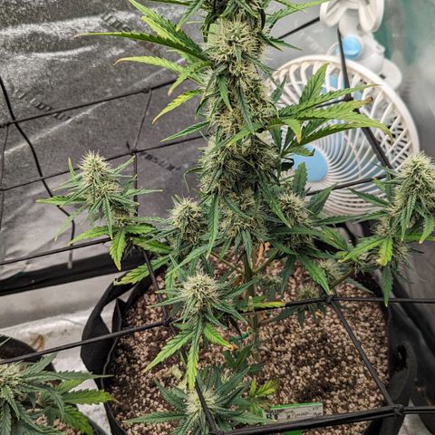 Sour Stomper  growlog timeline photo