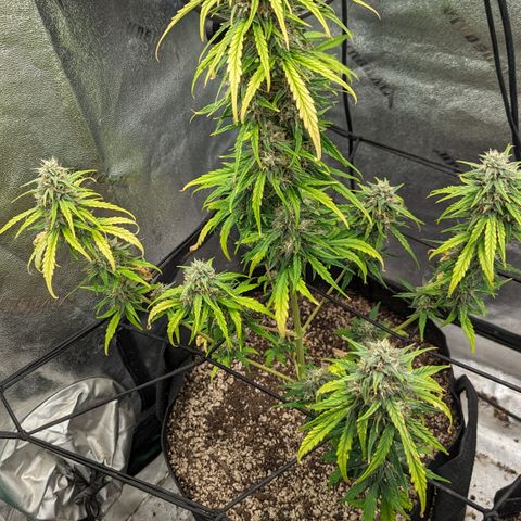 Bear Assed Monkey  growlog timeline photo