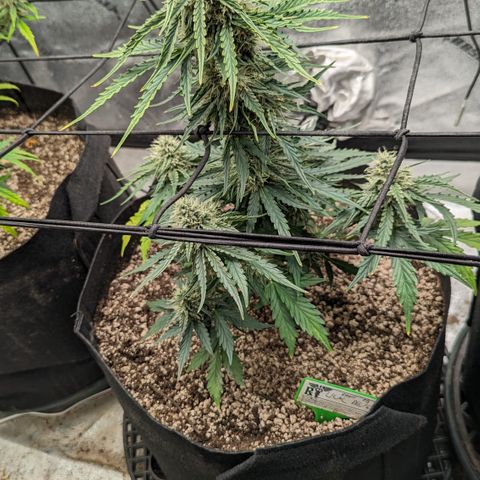 Lilac Diesel  growlog timeline photo