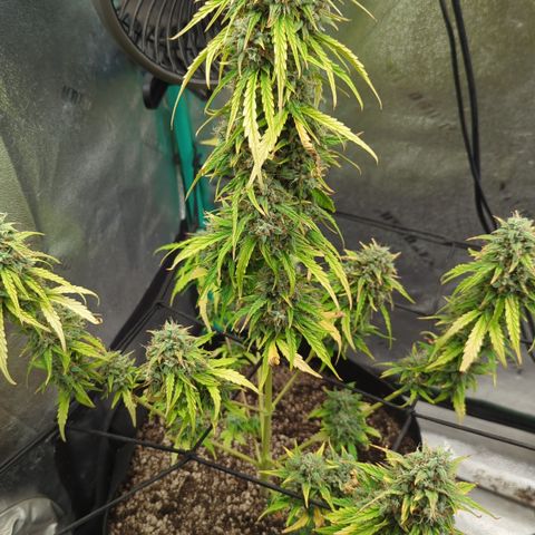 Bear Assed Monkey  growlog timeline photo